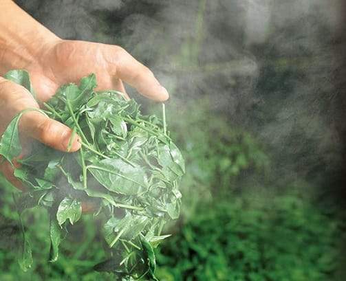 Why are your teas fresher than other green teas?