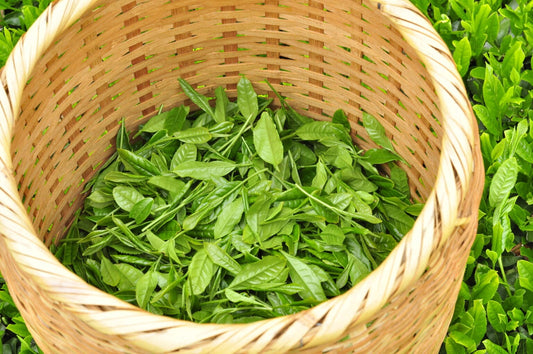 Japanese Green Tea Online leaf tea Fujieda Organic Shincha