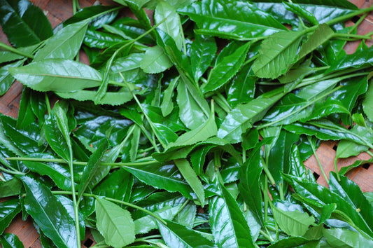 Japanese Green Tea Online leaf tea Ichibanzumi Shincha