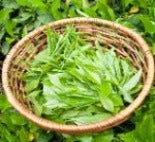 Japanese Green Tea Online leaf tea Tokoji Organic Shincha