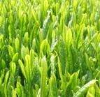 japanteaonline leaf tea Ichibanzumi Shincha (Europe & Asia)